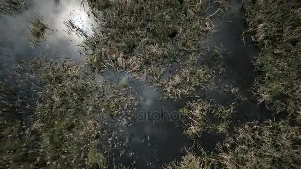 Vue aérienne des terres de tourbière avec lieu de nidification des hérons blancs — Video