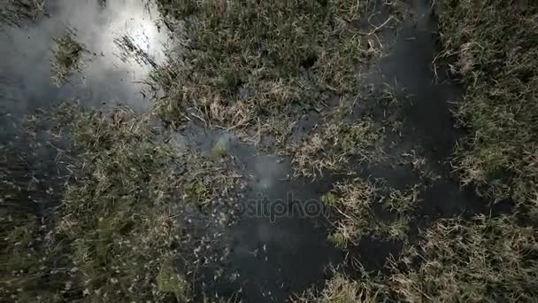 Vista aérea de tierras pantanosas con garzas blancas lugar de anidación — Vídeos de Stock