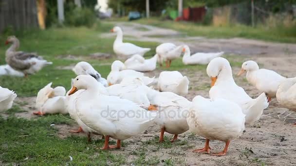 Patos brancos da fazenda pela estrada rural — Vídeo de Stock