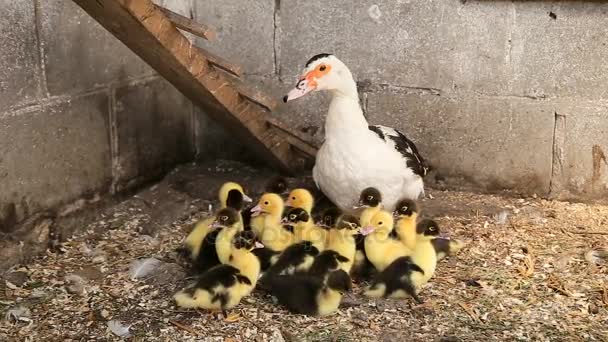 Mãe pato e seus patinhos — Vídeo de Stock