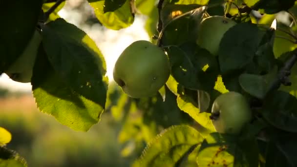 Verse appels op een tak in de tuin — Stockvideo