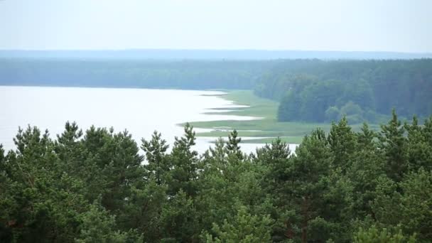 Pohled shora ze zeleného lesa u jezera — Stock video