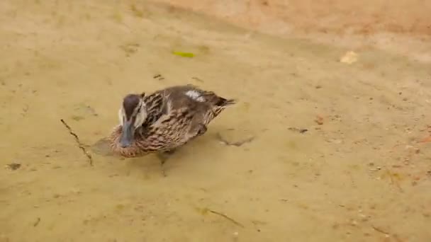 Новорожденные утки на воде у берега озера — стоковое видео