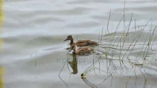 Los patitos recién nacidos en el agua por la orilla del lago — Vídeo de stock