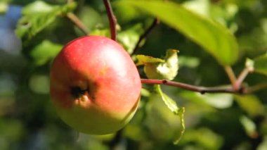 Bahçedeki dal taze kırmızı elmalar