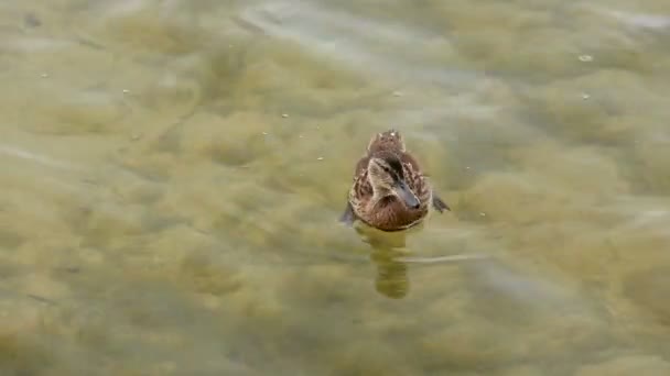 Canetons nouveau-nés sur l'eau au bord du lac — Video