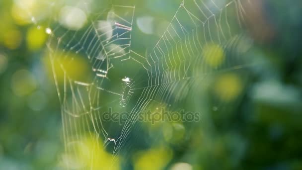 Pókok a web az ágak a kertben — Stock videók