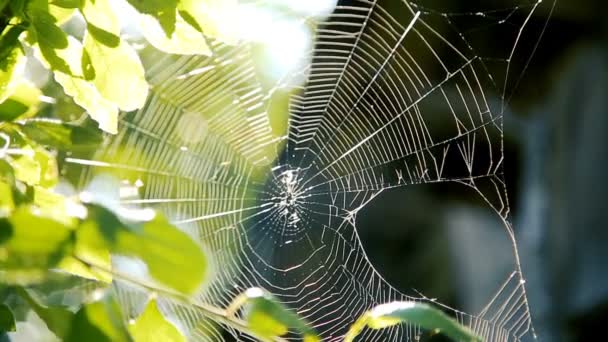 Spinnennetz an den Zweigen im Garten — Stockvideo