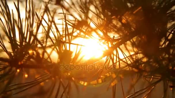 Gałęzie drzewa sosny z igłami na zachód słońca niebo podświetleniem — Wideo stockowe