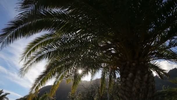 Пальмові дерева проти мутантного пейзажу — стокове відео