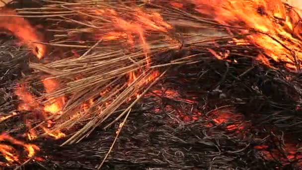 Stapel trockenes Gras in Flammen — Stockvideo