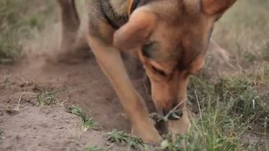Grup bahçede oynayan köpek