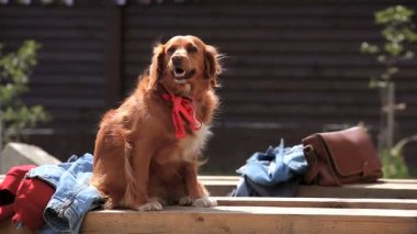 Köpekler ile onların mülkiyet pet arka, parti