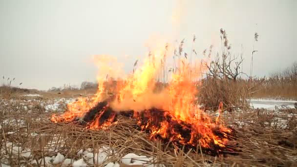 火に乾いた草のスタック — ストック動画