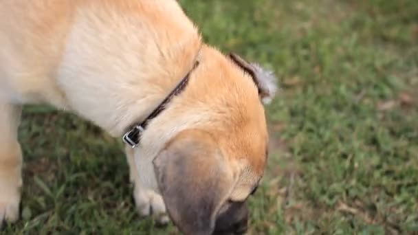 Ομάδα σκύλων που παίζει στην πίσω αυλή — Αρχείο Βίντεο