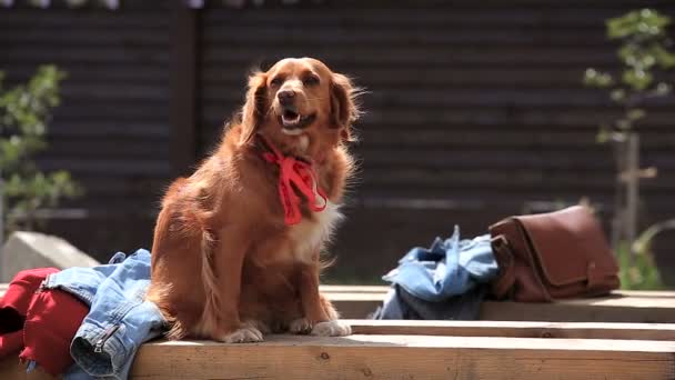 Perros con sus dueños en la fiesta de mascotas del patio trasero — Vídeo de stock