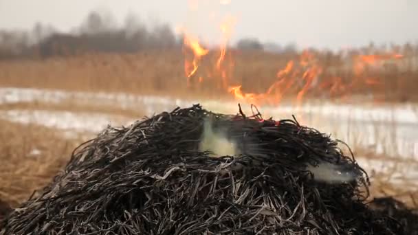 Stos suchej trawy w ogniu — Wideo stockowe