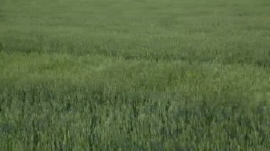 Yeşil buğday alan sallayarak