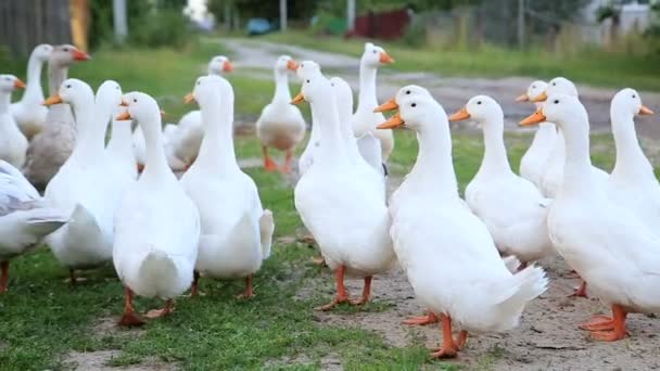 Patos brancos da fazenda pela estrada rural — Vídeo de Stock