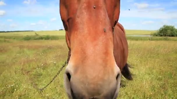 Caballo en el campo — Vídeo de stock