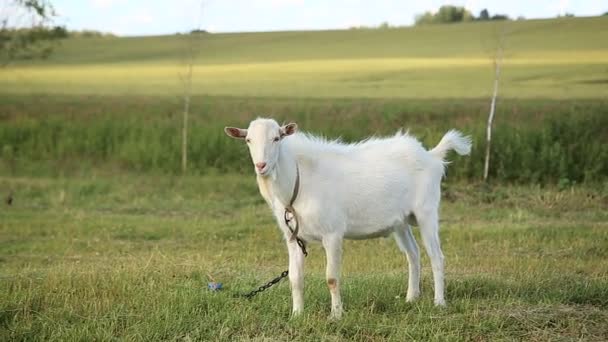 White goat grazing in the field — Stock Video