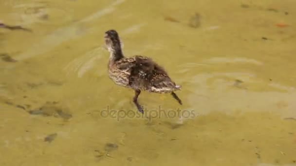 Los patitos recién nacidos en el agua por la orilla del lago — Vídeos de Stock