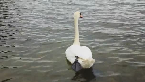 Cygne blanc nageant avec un bébé canard brun dans le lac — Video