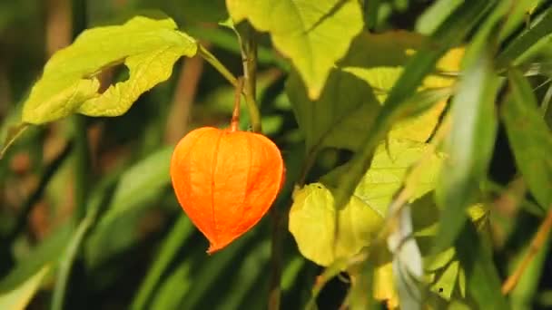Оранжевый фонарь Physalis alkekengi среди зеленых листьев — стоковое видео