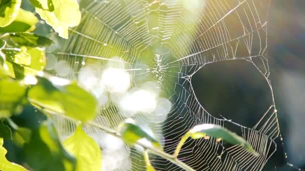 Araña trabajando en su red entre ramas de árboles en el jardín — Vídeos de Stock