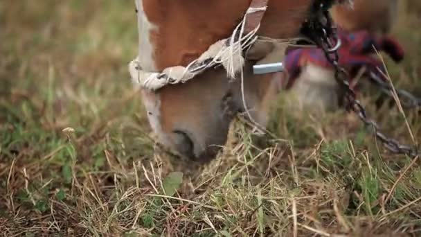 Άλογο στο χωράφι — Αρχείο Βίντεο