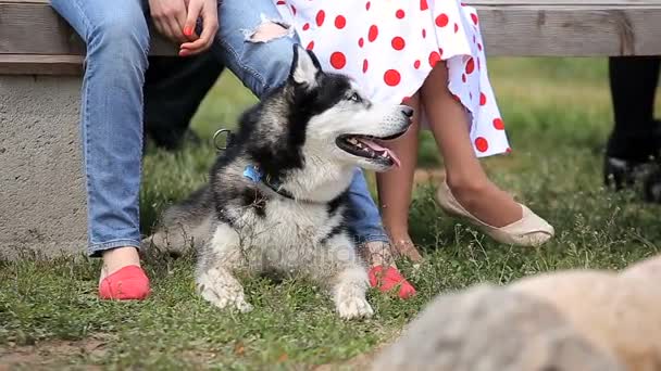 Husky con los propietarios en la fiesta de mascotas del patio trasero — Vídeo de stock