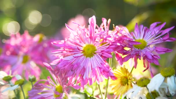 Mooie tuin bloemen — Stockvideo