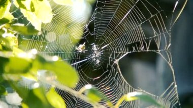 Bahçedeki ağaç dalları arasında kendi web üzerinde örümcek