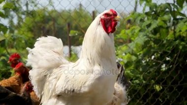 Ücretsiz aralığı tavuk avluya bir çiftlikte dolaşmak.