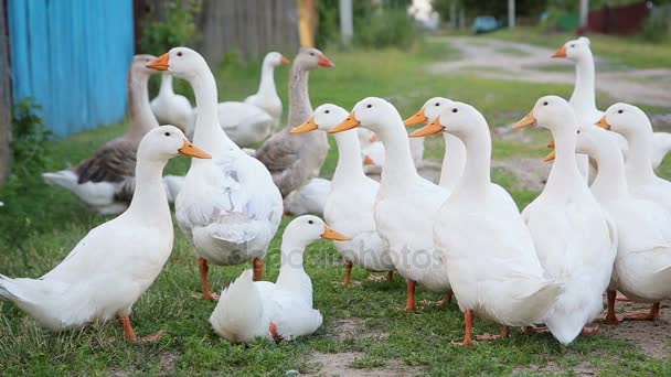 Patos brancos da fazenda pela estrada rural — Vídeo de Stock