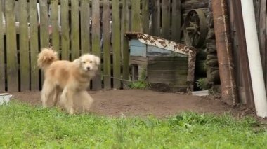 Köpek kulübesi dolanmış bir zincir