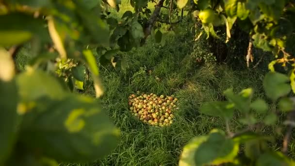 Stelletje gevallen appels op de grond onder de appelboom — Stockvideo