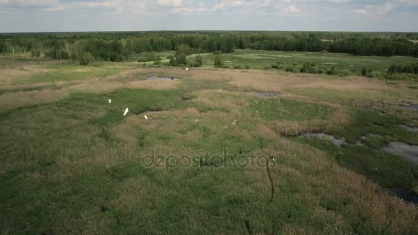 Letecký pohled na bažinaté země s bílými volavkami hnízdiště — Stock video