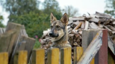 Booth çitin arkasında bir zincir köpek