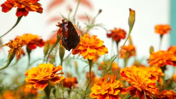 Mariposas volando sobre flores rojas del jardín — Vídeo de stock