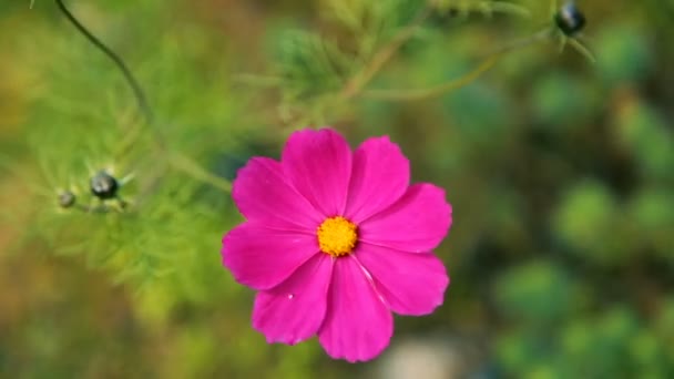 Beautiful garden flowers — Stock Video