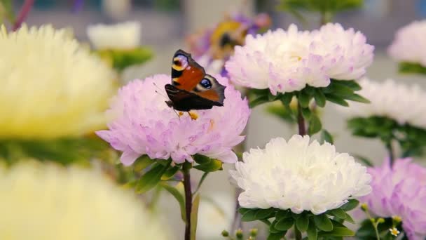 Mariposas volando sobre flores rosadas del jardín — Vídeos de Stock