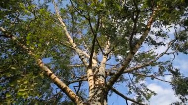 Açık mavi yaz göğün üzerinde büyük eski beyaz huş ağacı