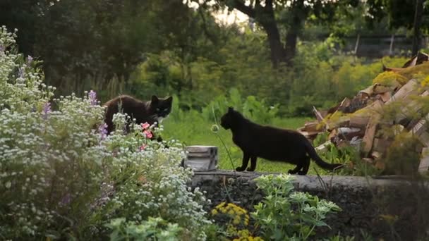 Two cats at the backyard of a coutryside household — Stock Video