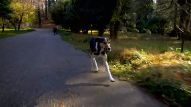 Lycklig hund löper längs vägen trädgård — Stockvideo