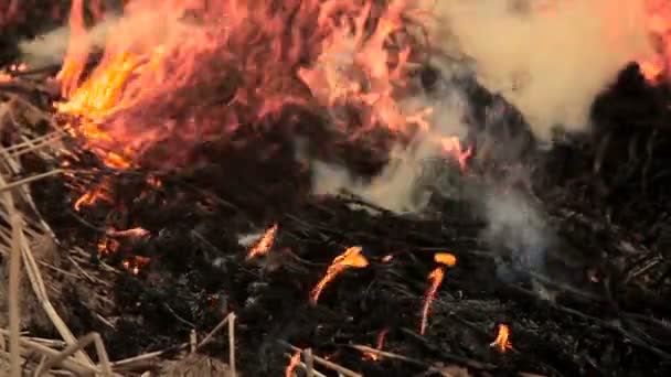 Stapel droog gras in brand — Stockvideo