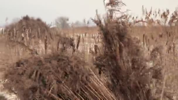 Colheita de junco no inverno — Vídeo de Stock