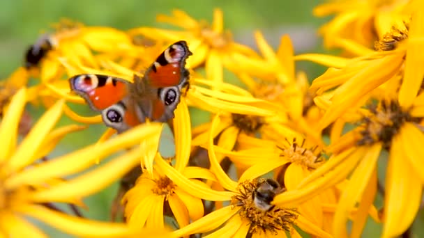 Butterflies on yellow late summer flowers — Stock Video