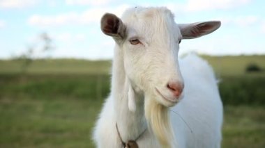 Beyaz keçi tarlada otluyor.