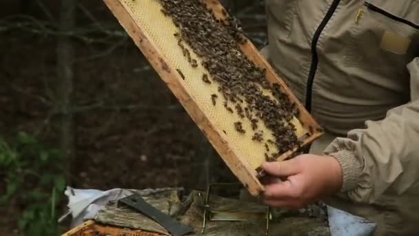 Пчеловод вытаскивает раму из улья — стоковое видео